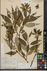 Foto von Salix fragilis L. x Salix pentandra L.